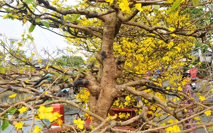 Đây là các cây mai vàng nguyên thủy được tạo dáng theo kiểu bonsai (Ảnh: Dân trí)