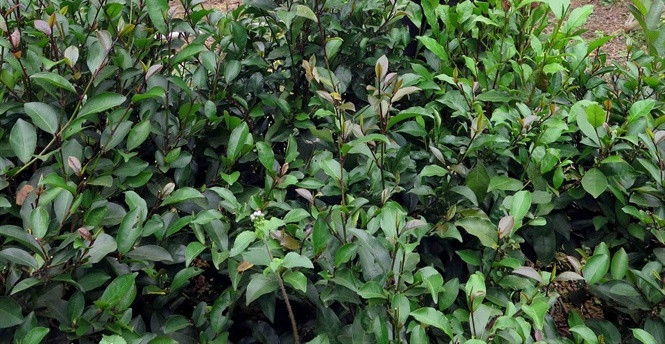 Ông Dung phát hiện và bắt đầu trồng cây chè tím cách đây 4 năm. Ảnh: Dân Việt.