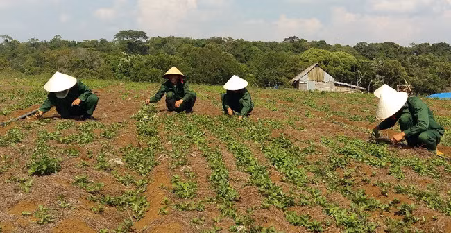 Hiện tại diện tích sâm dây của huyện Tu Mơ Rông khoảng 30 ha. Thời gian tới, huyện sẽ mở rộng thêm 25 ha sâm dây nữa. Ảnh: Kon Tum.