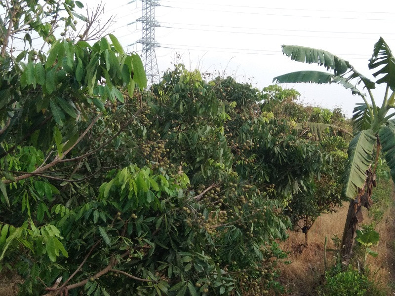 Vì vậy, hầu hết các nhà vườn đều bán buôn ngay tại gốc.