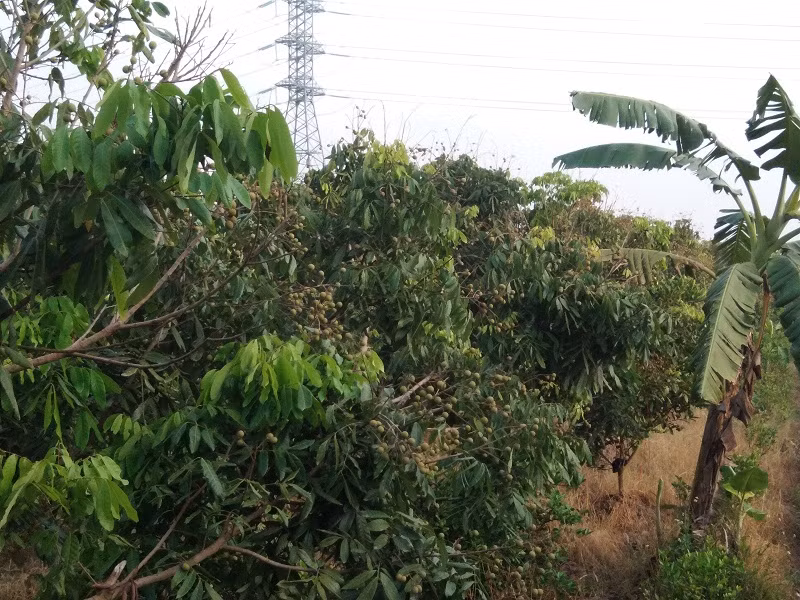 Vì vậy, hầu hết các nhà vườn đều bán buôn ngay tại gốc.