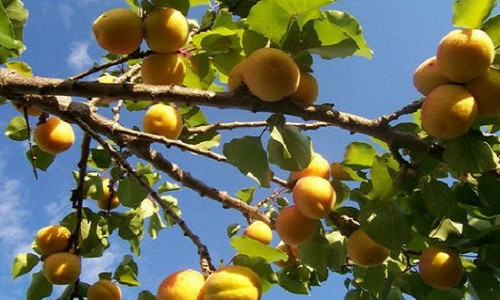 Khi trái mơ chuyển sang màu vàng (đôi khi hơi đỏ) là thời điểm mơ bắt đầu chín. Ảnh: Suckhoedoisong.