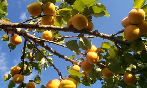 Khi trái mơ chuyển sang màu vàng (đôi khi hơi đỏ) là thời điểm mơ bắt đầu chín. Ảnh: Suckhoedoisong.