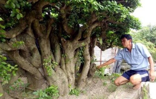 Cây duối có tuổi đời gần 300 năm thuộc sở hữu của anh Nguyễn Văn Uy (Thạch Thủy, Phả Lại, Chí Linh, Hải Dương). Ảnh: NLD.