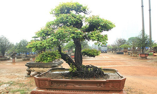 Tác phẩm cây khế “Phụ tử” của anh Phan Văn Toàn (TP. Việt Trì, Phú Thọ) được cho là có tuổi đời gần 200 năm.