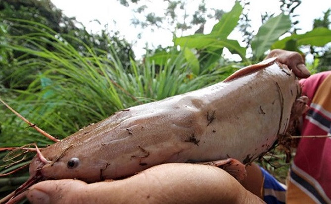 Sự độc lạ khiến nhiều người đồng ý trả hàng triệu đồng cho mỗi con cá trê hồng. Ảnh: Dân Việt.