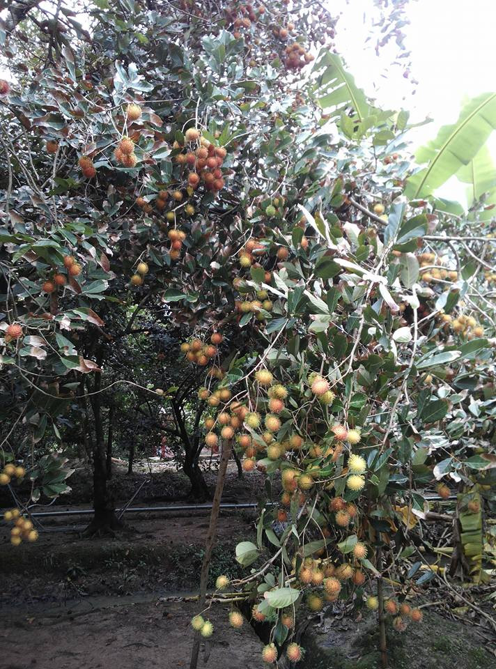  Vườn chôm chôm sai trĩu quả tại ấp Tân Qui, xã Tân Phú, huyện Châu Thành, Bến Tre. Ảnh: Foody.