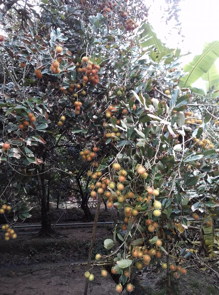  Vườn chôm chôm sai trĩu quả tại ấp Tân Qui, xã Tân Phú, huyện Châu Thành, Bến Tre. Ảnh: Foody.