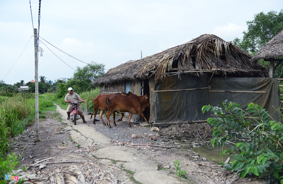 Nhiều hộ gia đình chấp nhận giao đất nhưng phải chờ chưa biết khi nào nhận nền tái định cư nên dựng tạm những căn nhà tranh để ở và chăn nuôi.