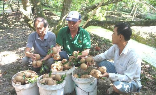 Bên cạnh giống hồng xiêm truyền thống, gần đây một số nhà vườn ở huyện Châu Thành phát triển giống hồng xiêm mới – hồng xiêm Mexico. Ảnh: TTXVN.