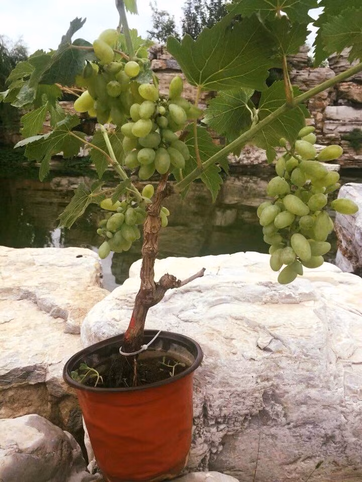 Nho bonsai được ưa thích vì vừa làm cảnh vừa có thể ăn trái. Ảnh: Facebook.