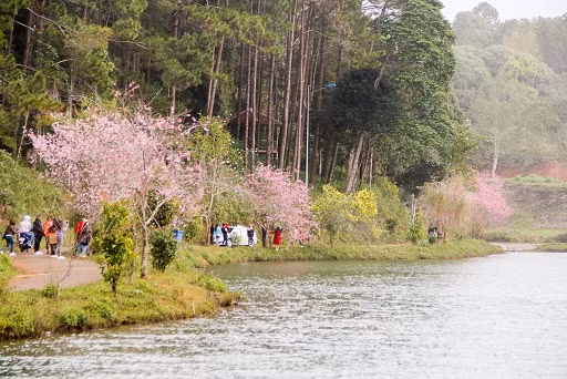 Những ngày giáp Tết với thời tiết se lạnh là thời điểm thuận lợi cho hàng trăm cây mai anh đào nở rộ. Ảnh: Dân Việt.