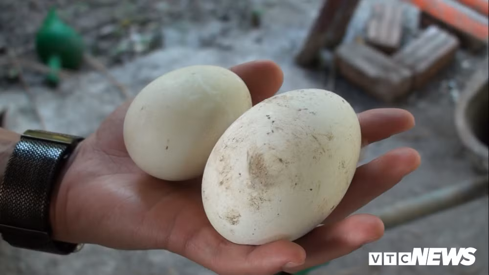 Trứng ngỗng trắng này to hơn trứng vịt và loại trứng ngỗng thường.