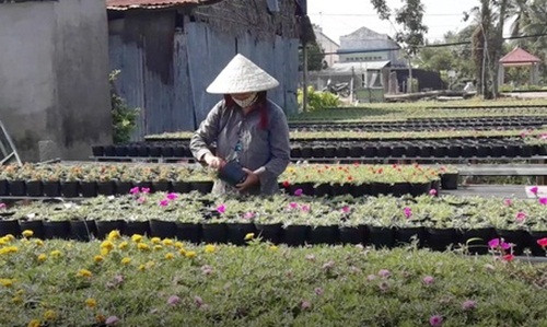 Có thể trồng và bán quanh năm nên thời gian gần đây, nhiều hộ dân ở làng hoa Sa Đéc (Đồng Tháp) có thu nhập khá từ việc trồng hoa mười giờ. Ảnh: Baovinhlong.