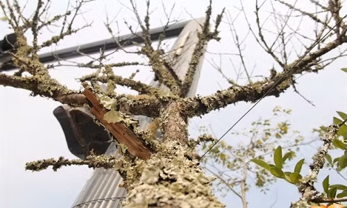 Dáng thế đào đá tự nhiên, thân cây sần sùi, rêu phong. Ảnh: Phụ Nữ Online.