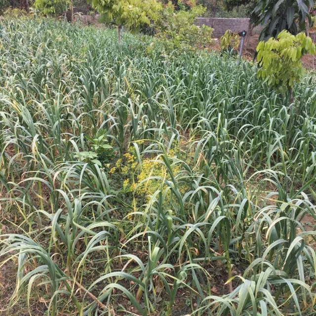 Tỏi tía là giống tỏi quý hiếm được trồng nhiều ở các xã của huyện như Chiềng Pằn, Chiềng Đông...Ảnh: Vatgia.