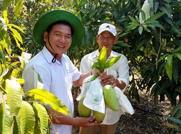 Trang trại Long Sơn có diện tích hơn 27,6ha, trong đó, có hơn 23ha trồng xoài cát Hòa Lộc, với trên 7.000 cây. Ảnh: Nongnghiep.