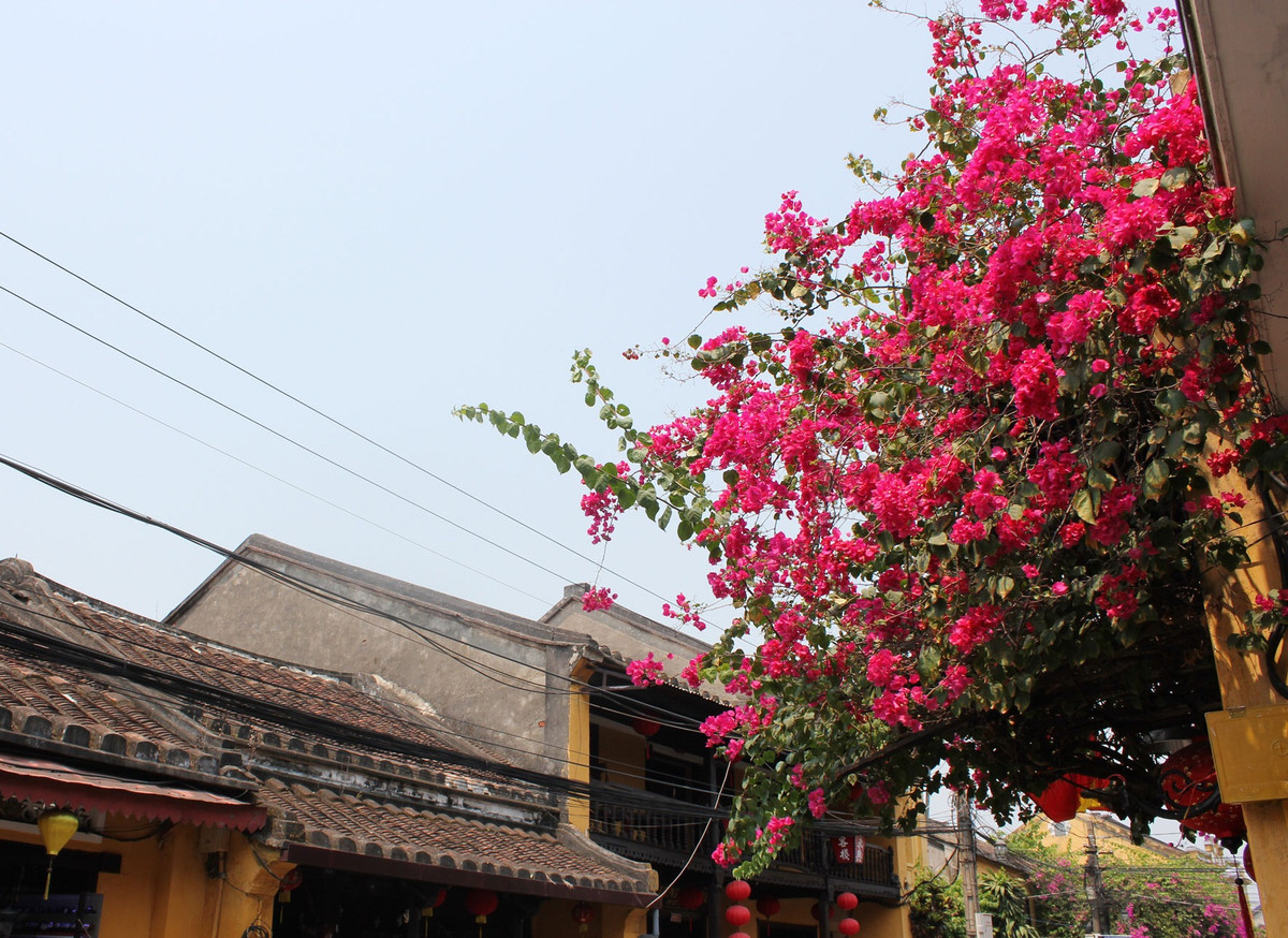 Ngắm nhà đẹp với hoa giấy phủ kín cả một góc tường. Ảnh: Internet.