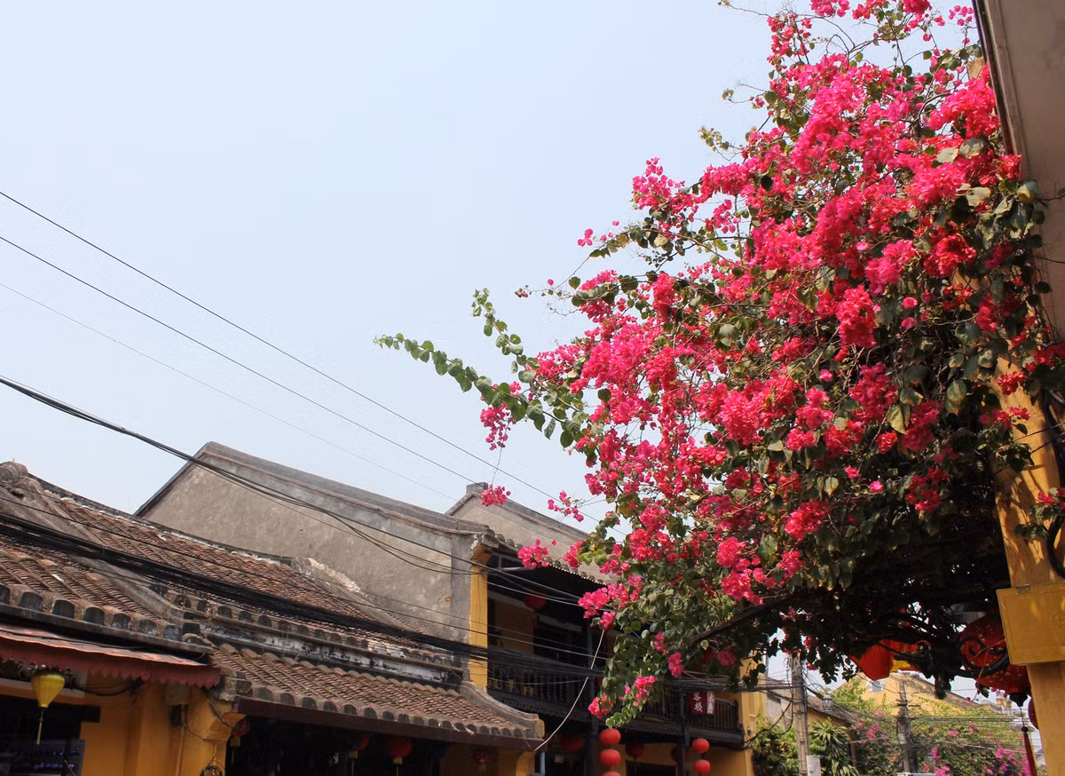 Ngắm nhà đẹp với hoa giấy phủ kín cả một góc tường. Ảnh: Internet.