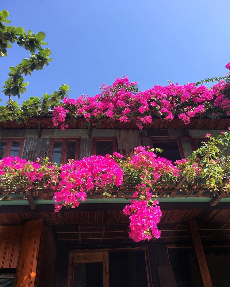Hoa giấy có thể trồng trước cổng nhà, trên mái nhà hoặc ban công. Ảnh: @jessicahousevn.