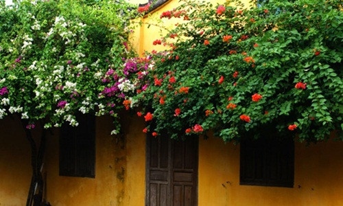 Hoa giấy được xem là "đặc sản" trong mỗi ngôi nhà ở phố cổ Hội An. Ảnh: Dân Việt.