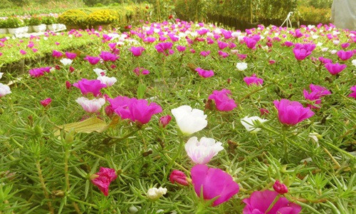 Mỗi năm, ông Trãi cung ứng cho thị trường khoảng 50.000 giỏ hoa. Với giá bán 4.000- 5.000 đ/giỏ, ông thu lãi hơn 100 triệu đồng/năm từ cây hoa mười giờ. Ảnh: Baovinhlong.