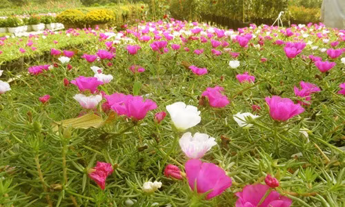 Mỗi năm, ông Trãi cung ứng cho thị trường khoảng 50.000 giỏ hoa. Với giá bán 4.000- 5.000 đ/giỏ, ông thu lãi hơn 100 triệu đồng/năm từ cây hoa mười giờ. Ảnh: Baovinhlong.