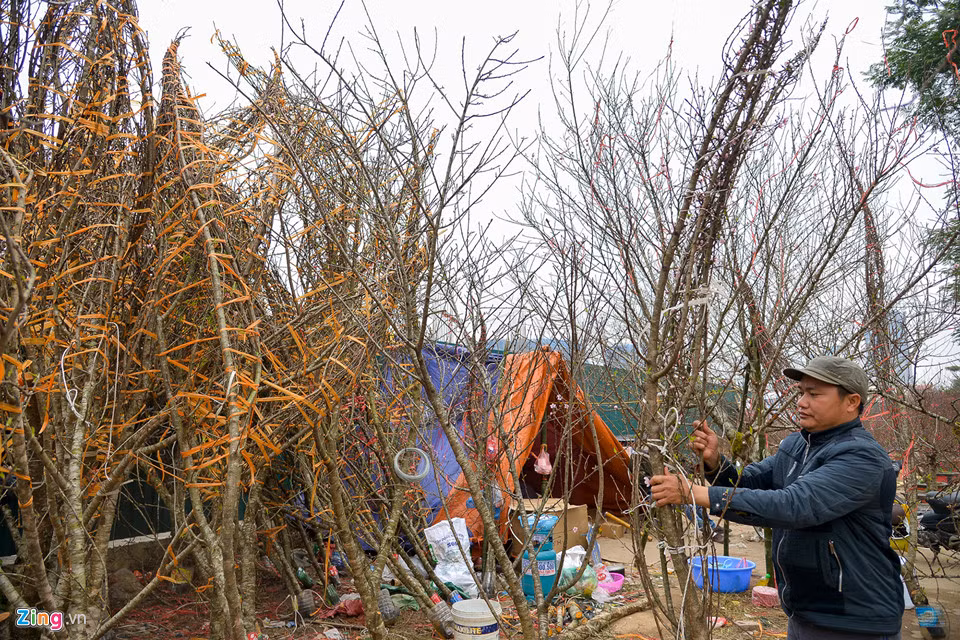 Anh Nguyễn Hiếu buôn đào rừng ở Mộc Châu (Sơn La) về bán. Gian hàng đào rừng của anh có khoảng 100 gốc. Giá cây cao nhất anh bán hiện là 16 triệu đồng, thấp nhất 400.000-500.000 đồng.