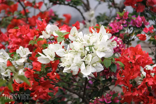 Ở khoảng gần100 chậu lớn, cây hoa giấy của anh Truyền có tuổi thọ rất lâu năm, gốc to, rễ nhô lên cao, dáng đẹp theo dạng chân bước, chân quỳ và nhiều nụ.
