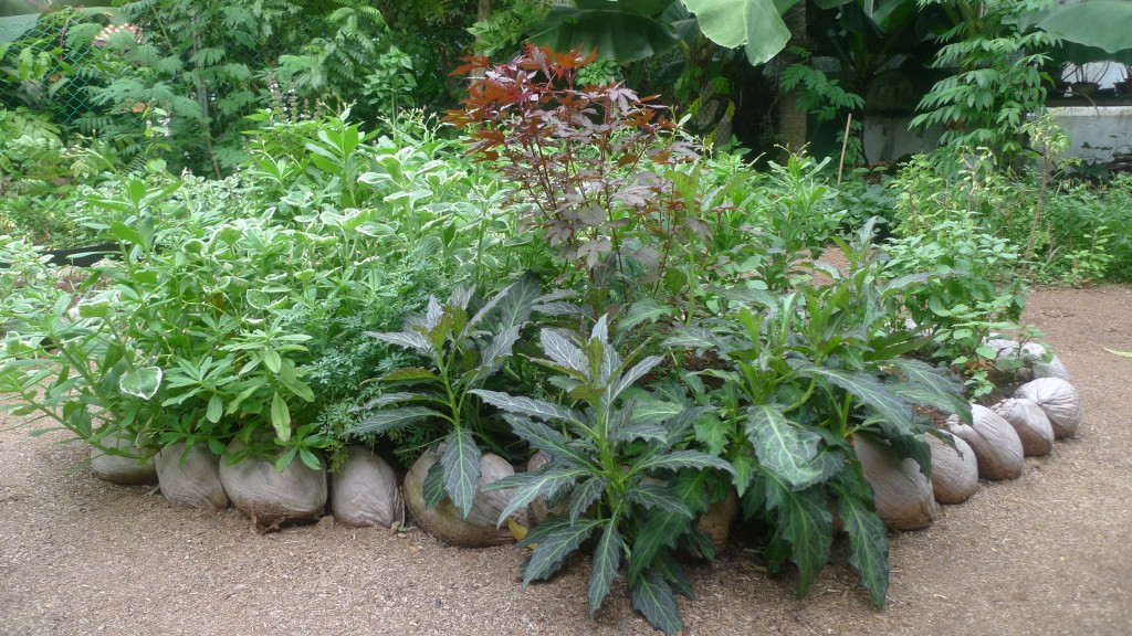 Sau khoảng 8 tháng, khu vườn mới xanh tốt và đầy đủ các loại rau xanh.