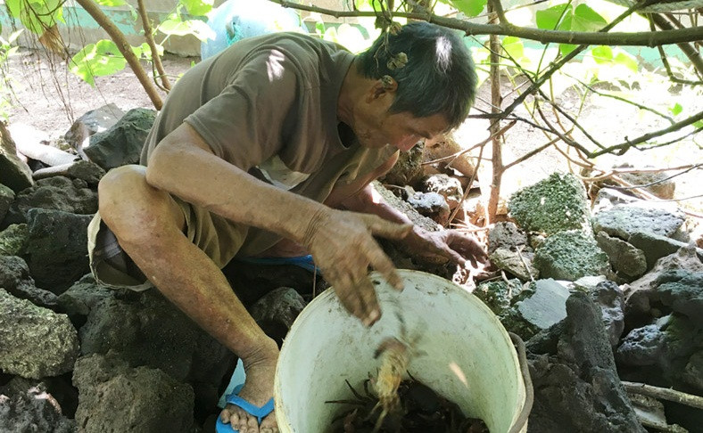 Nhận thấy số lượng cua dẹp trong tự nhiên ngày càng ít nên một số gia đình ở Lý Sơn đầu tư nuôi cua dẹp để tăng thêm thu nhập. Ảnh: Dân Việt.