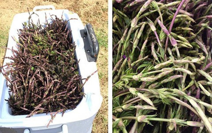 Có giá hàng nghìn Euro (tương đương vài triệu đồng), chồi hoa bia thường được các nhà hàng, khách sạn thu mua phục vụ giới nhà giàu. Ảnh: Vuonraupho.