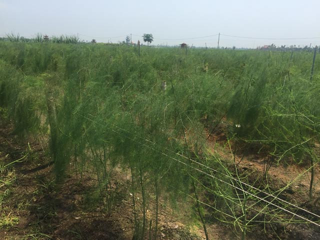 Với 5 sao măng tây, trung bình mỗi ngày, anh Cảnh thu hoạch 15kg, giá bán 80.000 đồng/kg. Tính ra, mỗi năm anh lãi ròng 200 triệu đồng. Ảnh: Dân Việt.