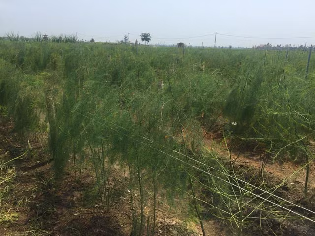 Với 5 sao măng tây, trung bình mỗi ngày, anh Cảnh thu hoạch 15kg, giá bán 80.000 đồng/kg. Tính ra, mỗi năm anh lãi ròng 200 triệu đồng. Ảnh: Dân Việt.