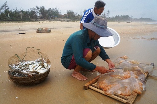 Năm nay, sứa không được mùa nhưng lại được giá khoảng 40.000 đồng/con. Ảnh: Dân Việt.