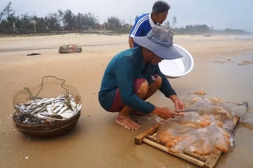 Năm nay, sứa không được mùa nhưng lại được giá khoảng 40.000 đồng/con. Ảnh: Dân Việt.