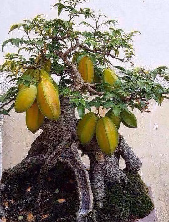Gốc cây khế có thế thác cổ kính. Ảnh: FB Lâm Lê Quang.