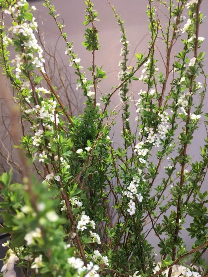 Mỗi bông chỉ nhỏ bằng đầu ngón tay nhưng có 5 cánh tỏa đều. Ảnh: Shop Hoa Cát Tường.