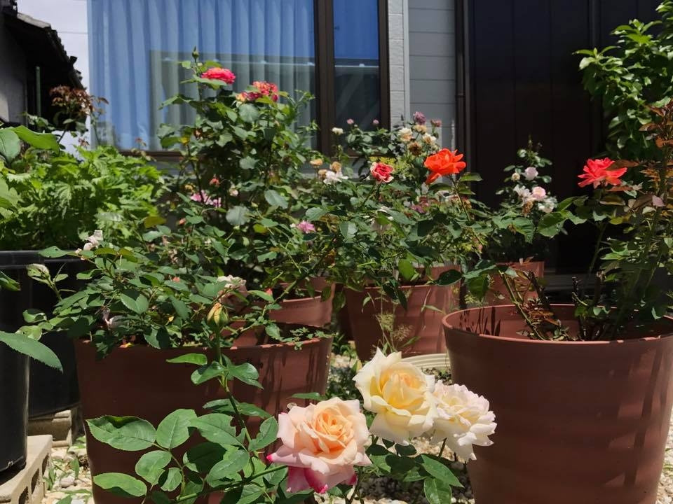 Vườn hồng của chị Phương có đủ các loài đến từ nhiều nơi trên thế giới như Anh, Đức, Mỹ, Nhật Bản, Đài Loan. Ảnh: ĐSPL.