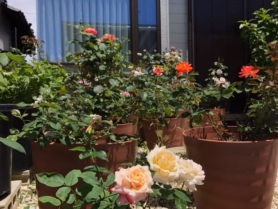 Vườn hồng của chị Phương có đủ các loài đến từ nhiều nơi trên thế giới như Anh, Đức, Mỹ, Nhật Bản, Đài Loan. Ảnh: ĐSPL.