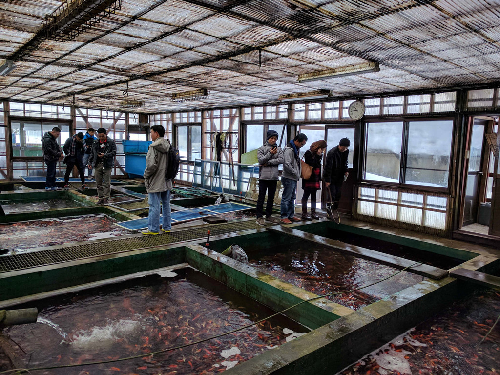 Theo thống kê, hơn 45% hộ gia đình ở Ojiya đang nuôi cá koi. Ảnh: Zing.