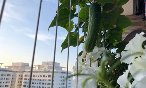 Chỉ một vài cây dưa chuột cũng nhanh chóng ra số lượng quả đủ cho một gia đình nhỏ. Loại cây ăn quả này dễ trồng và phát triển nhanh vào mùa hè. Ảnh: FB Vu Thuy Nhung.