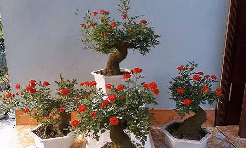 Gốc cây được tạo dáng uốn lượn kỳ quái. Ảnh: FB Nghi Năm.