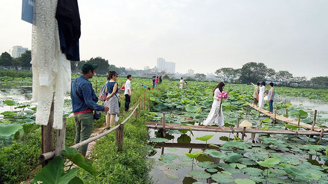 Đây là lúc người trồng sen có cơ may thu về tiền mỗi ngày từ việc bán hoa và các dịch vụ kèm theo. Ảnh: Tiền phong.