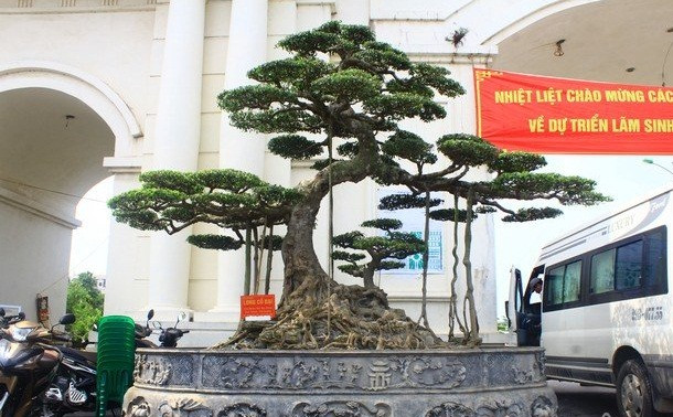 Đây là cây sanh dáng "Long cổ đại" của anh Bùi Văn Dũng (Kim Anh, Kim Thành, Hải Dương). Ảnh: Dân Việt.