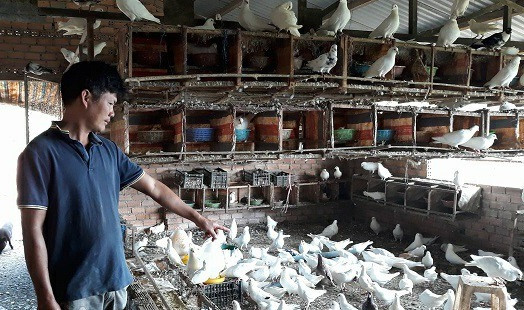 Tương tự, anh Mai Đình Đoàn (Lâm Hà, Lâm Đồng) cũng thành công với mô hình nuôi chim bồ câu. Ảnh: Dân Việt.