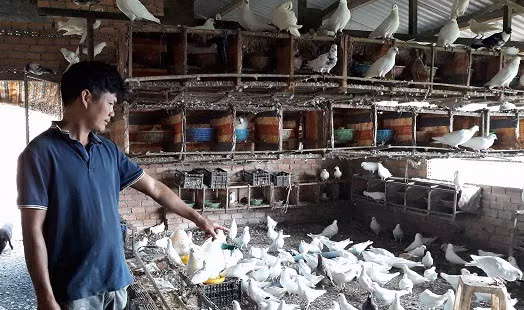 Tương tự, anh Mai Đình Đoàn (Lâm Hà, Lâm Đồng) cũng thành công với mô hình nuôi chim bồ câu. Ảnh: Dân Việt.