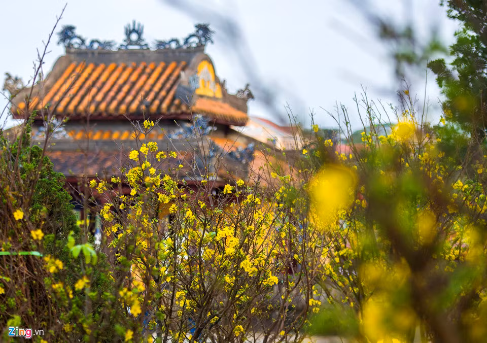 Ðến chợ hoa ở Huế, nếu tinh ý, người ta sẽ nhận ra tính cách, khiếu thẩm mỹ, trình độ học vấn và cả sự sang hèn của những người mua hoa và thưởng hoa tại vùng đất sông Hương - núi Ngự", một người chơi hoa mai ở Huế khẳng định.