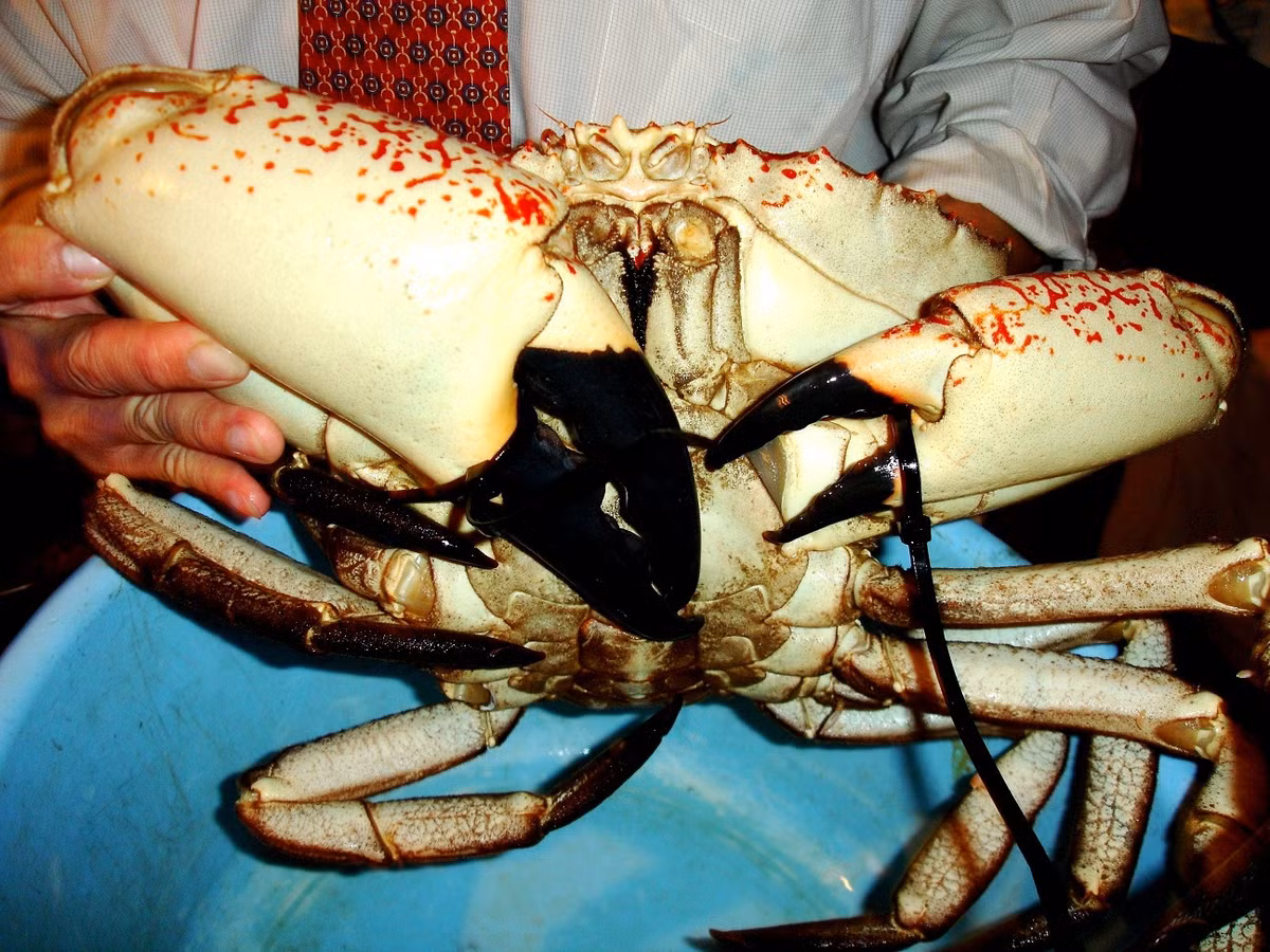 Theo một số cửa hàng hải sản, cua khồng lồ Tasmania dù có giá siêu đắt đỏ nhưng vẫn được nhiều khách nhà giàu Việt đặt mua, đặc biệt là vào dịp cận Tết. Ảnh: Weekendnotes.