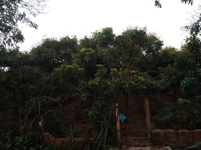 Theo tổng hợp từ các địa phương, toàn tỉnh Hưng Yên hiện có trên 3.000 ha nhãn.